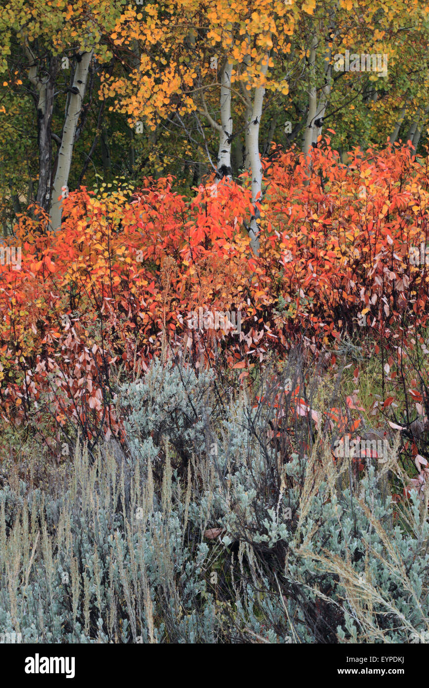 Colore di autunno a Willow Flats in Grand Teton National Park, Wyoming Foto Stock