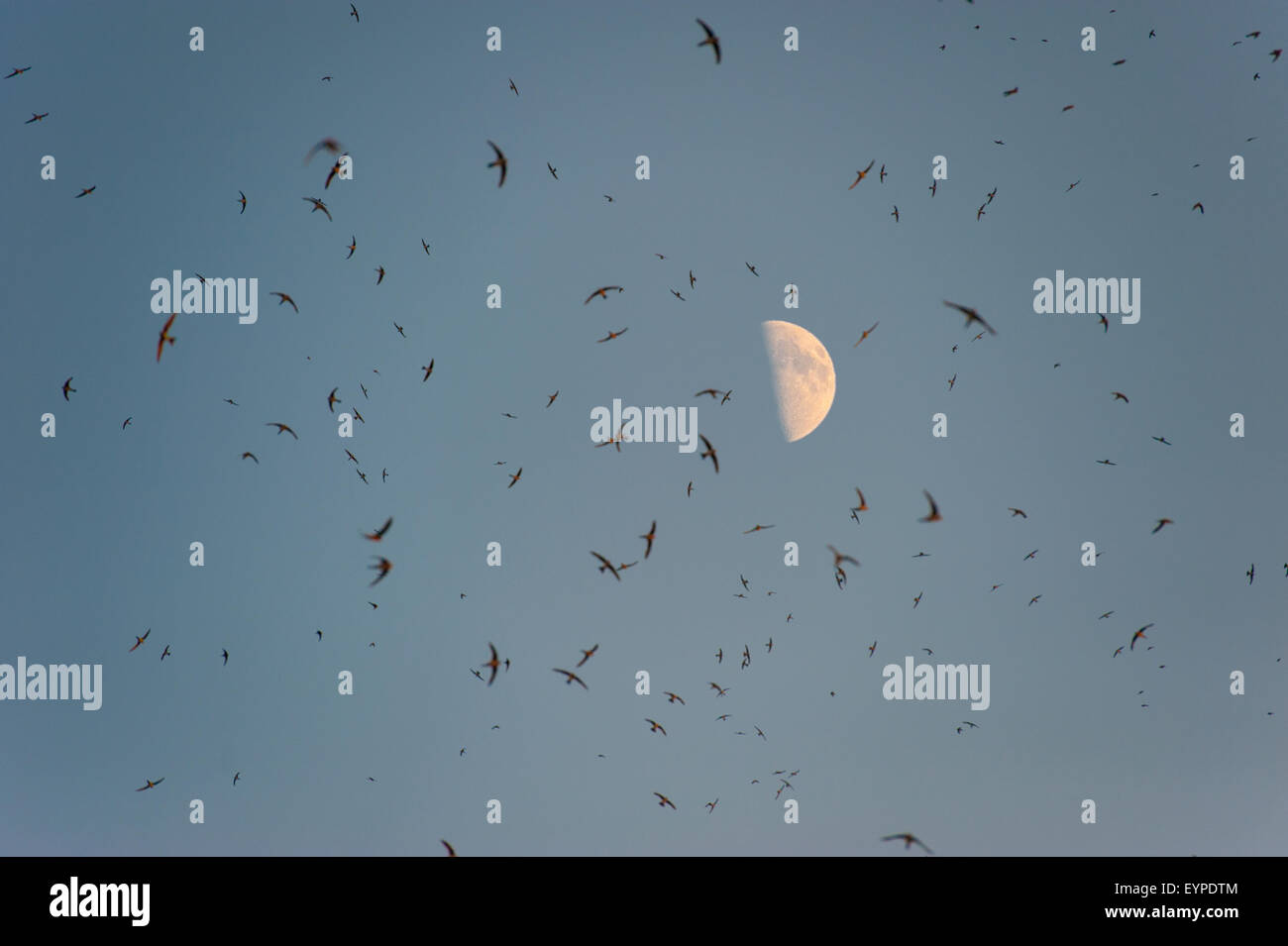 Un grande gregge di rondini sotto un chiaro di luna Foto Stock