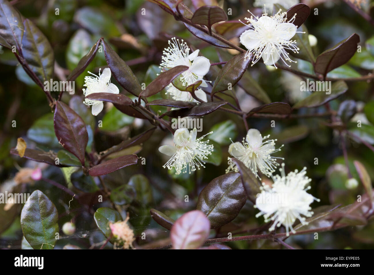 Il Mirto Bianco Fiori e bronzato, coriacea foiage della Nuova Zelanda ibrido, Lophomyrtus x ralphii 'Kathryn' Foto Stock