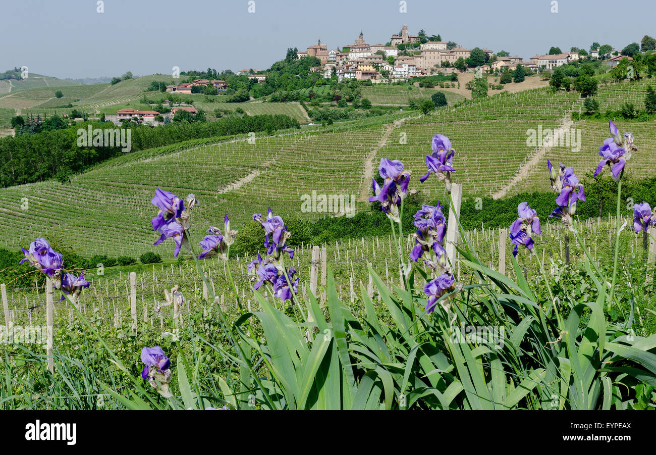 L'Italia,panorama di vigneti del Piemonte vicino a Neive: Langhe-Roero e Monferrato nella Lista del Patrimonio Mondiale UNESCO. Foto Stock