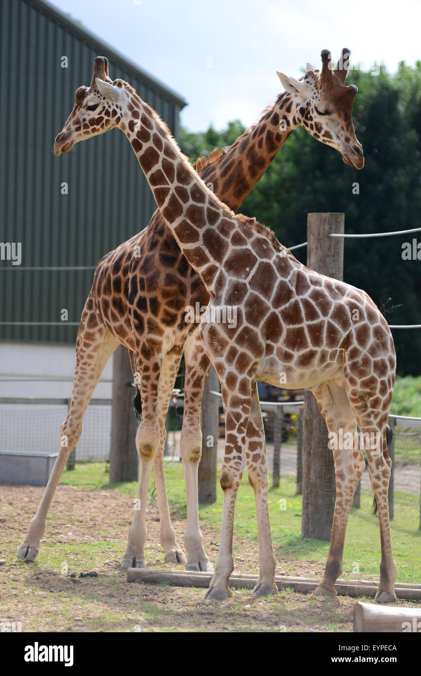 Le giraffe a Yorkshire Wildlife Park, Doncaster, South Yorkshire, Regno Unito. Immagine: Scott Bairstow/Alamy Foto Stock
