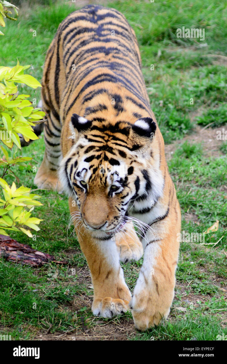Una tigre a Yorkshire Wildlife Park, Doncaster, South Yorkshire, Regno Unito. Immagine: Scott Bairstow/Alamy Foto Stock