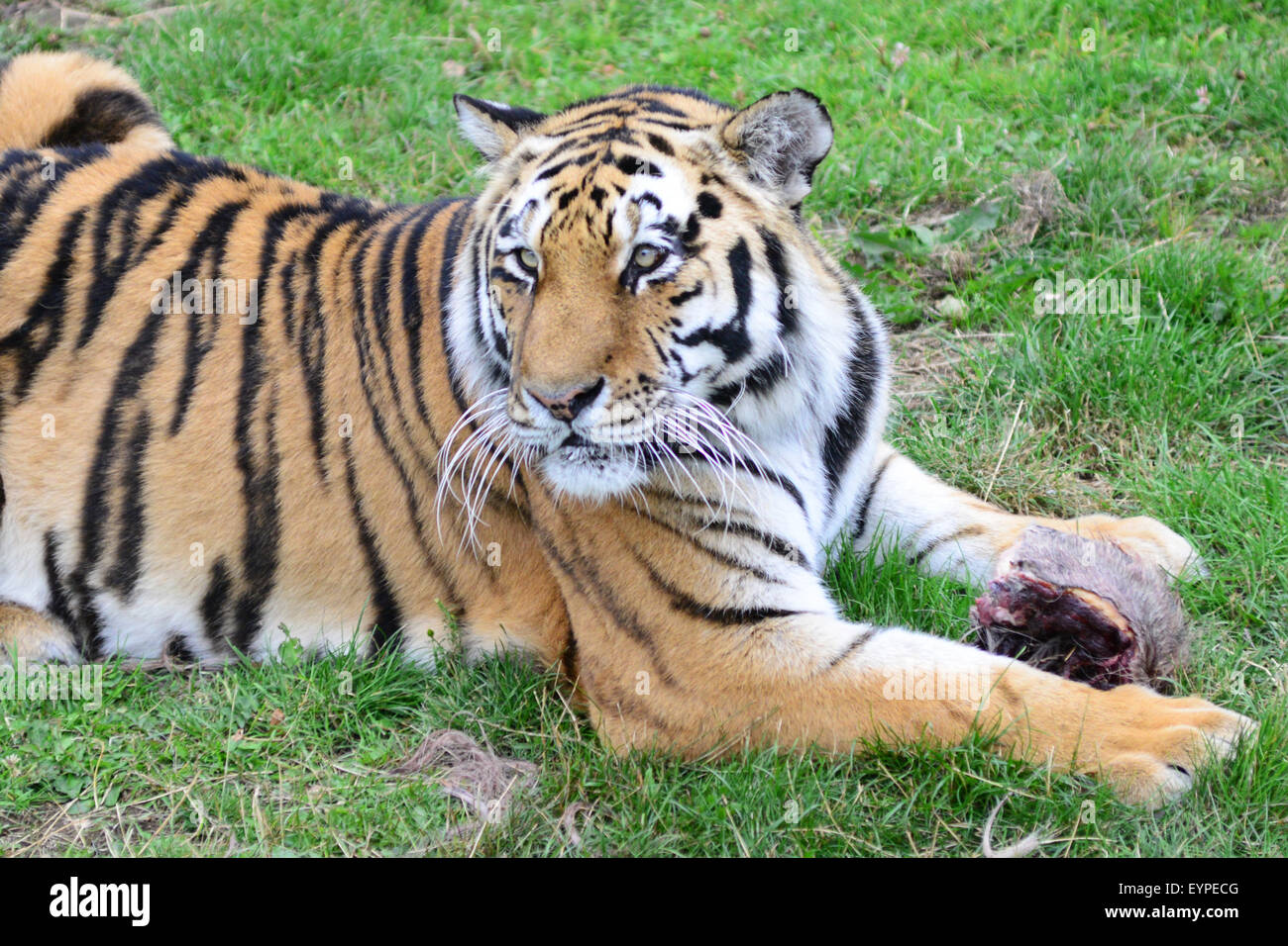 Una tigre a Yorkshire Wildlife Park, Doncaster, South Yorkshire, Regno Unito. Immagine: Scott Bairstow/Alamy Foto Stock