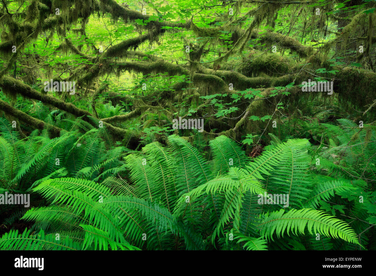 Il verdeggiante spada fern e moss nel Hoh foresta pluviale nel Parco Nazionale di Olympic, Washington Foto Stock