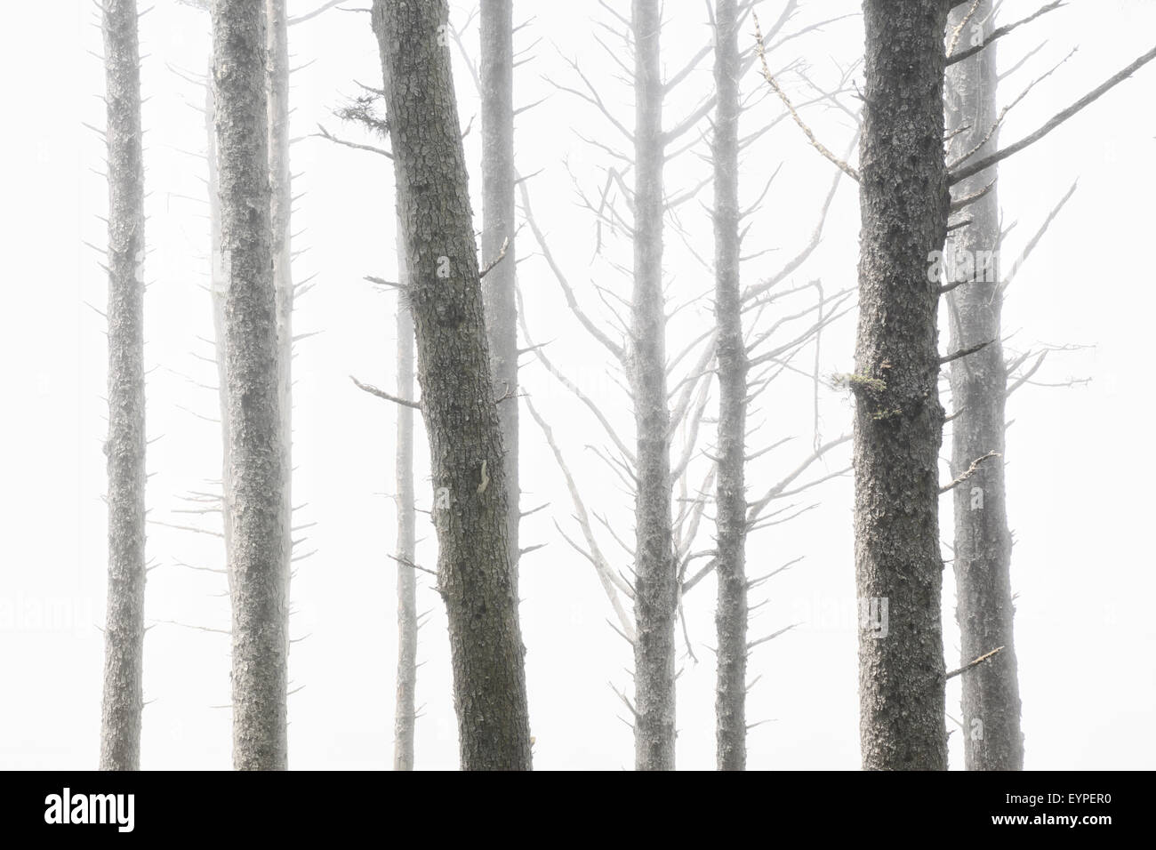 Alberi di pino e l'oceano nebbia a Ruby Beach nel Parco Nazionale di Olympic, Washington Foto Stock