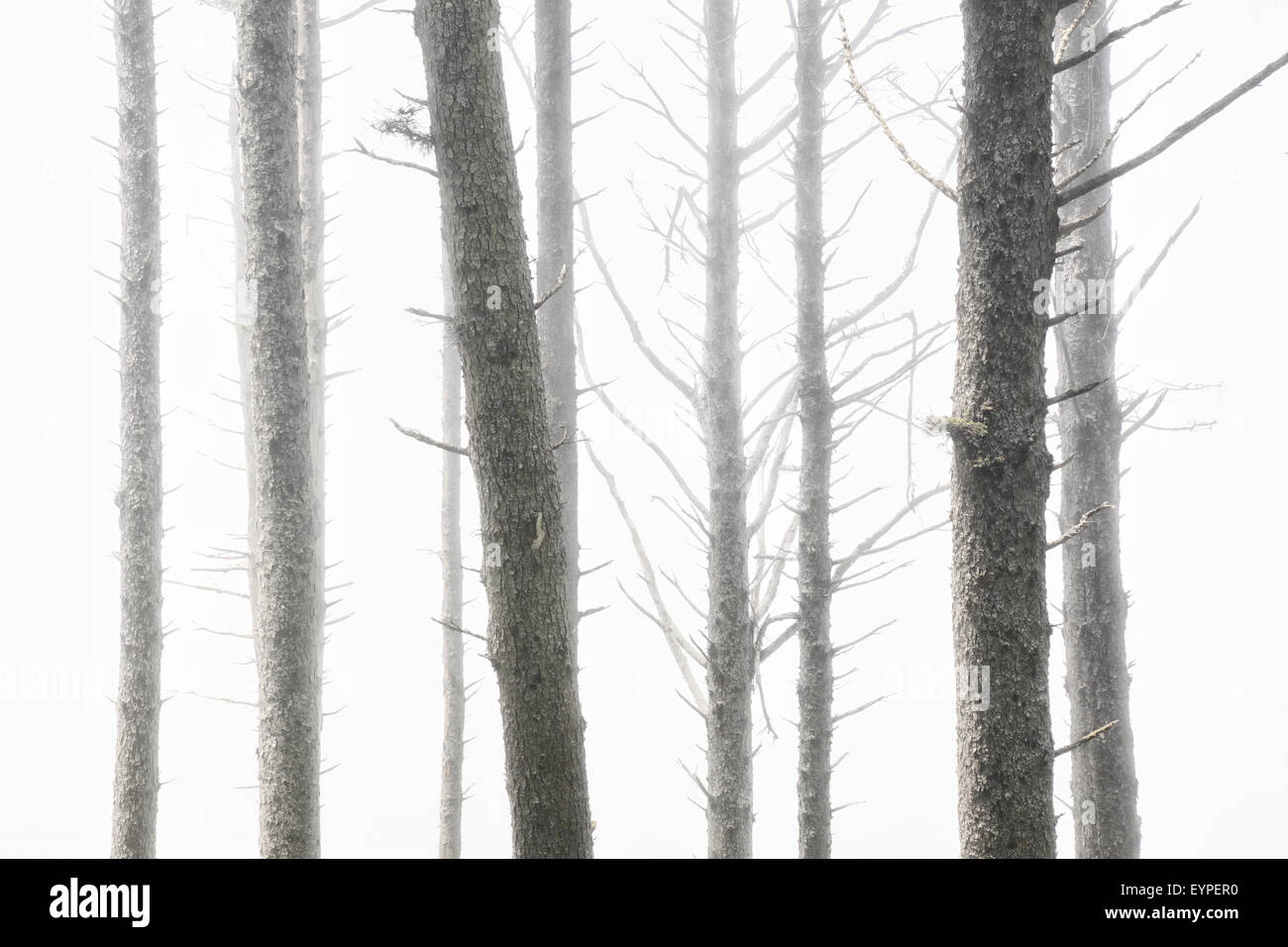 Alberi di pino e l'oceano nebbia a Ruby Beach nel Parco Nazionale di Olympic, Washington Foto Stock Alberi di pino e l'oceano nebbia a Ruby Beach nel Parco Nazionale di Olympic, Washington Foto Stock
