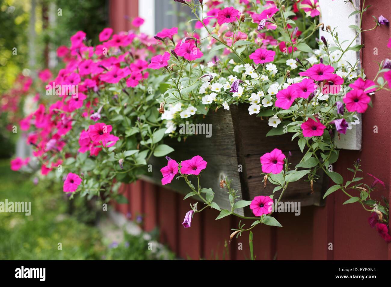 Rosa nelle petunie cresce in una finestra su una casa. Foto Stock