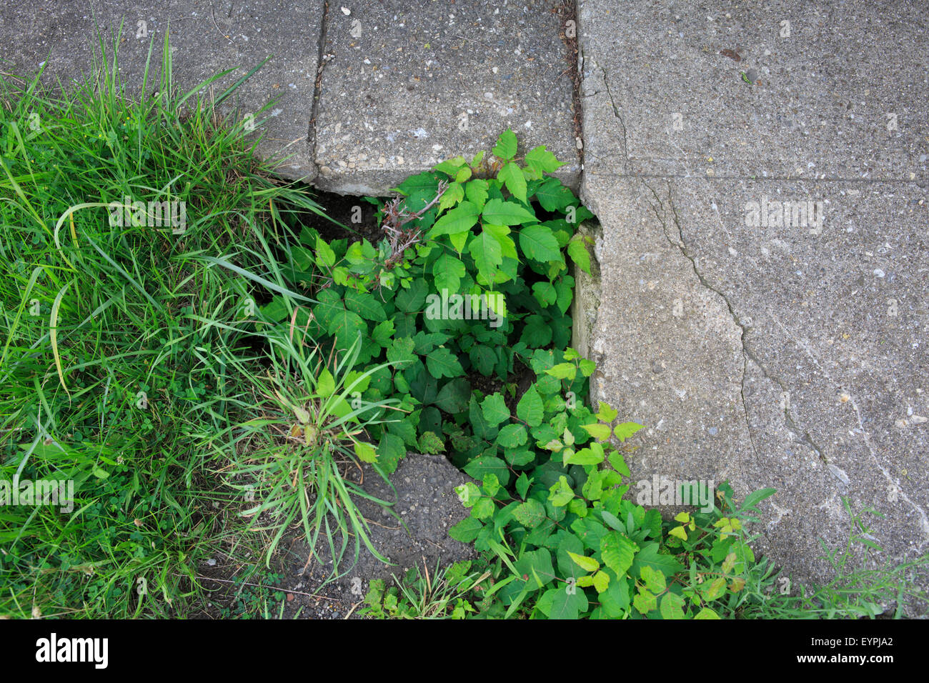 Rotto il marciapiede con erbacce e poison ivy crescendo in esso. Foto Stock