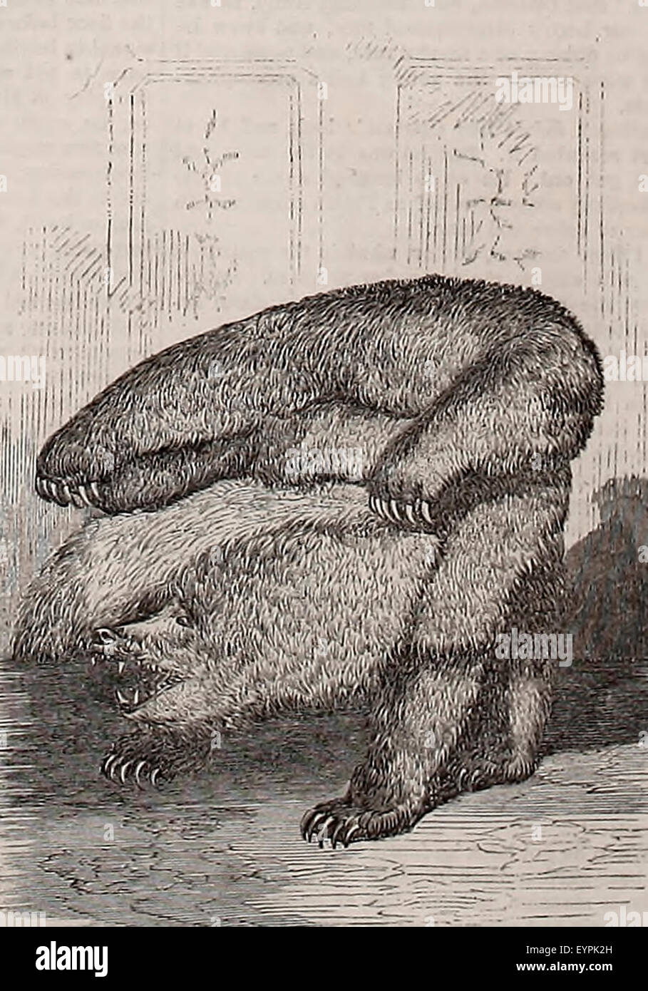 L'Orso grizzly sedia, presentato da Andrew Johnson, da Seth Kinman, la California Hunter, 6 settembre 1865 Foto Stock
