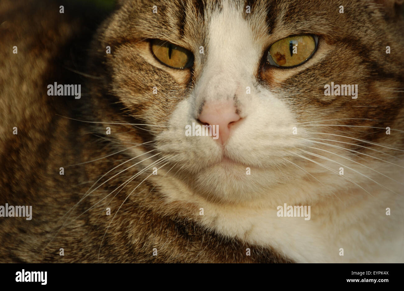 Close-up di un gatto domestico (Felix catus) Foto Stock