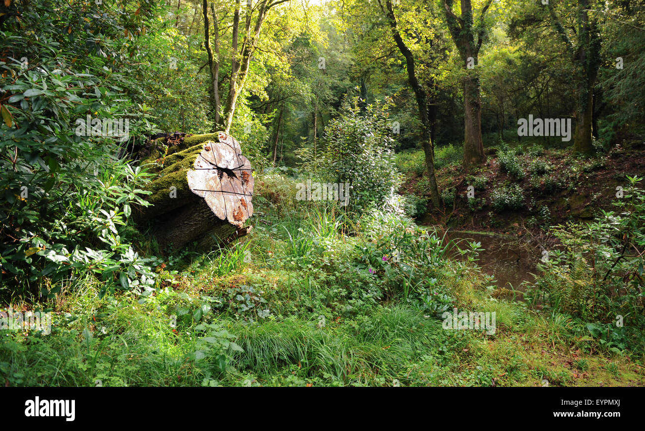 Impostazione di bosco a Tapeley Park sulla costa a Instow vicino a Bideford sulla costa del North Devon, Inghilterra, Regno Unito Foto Stock