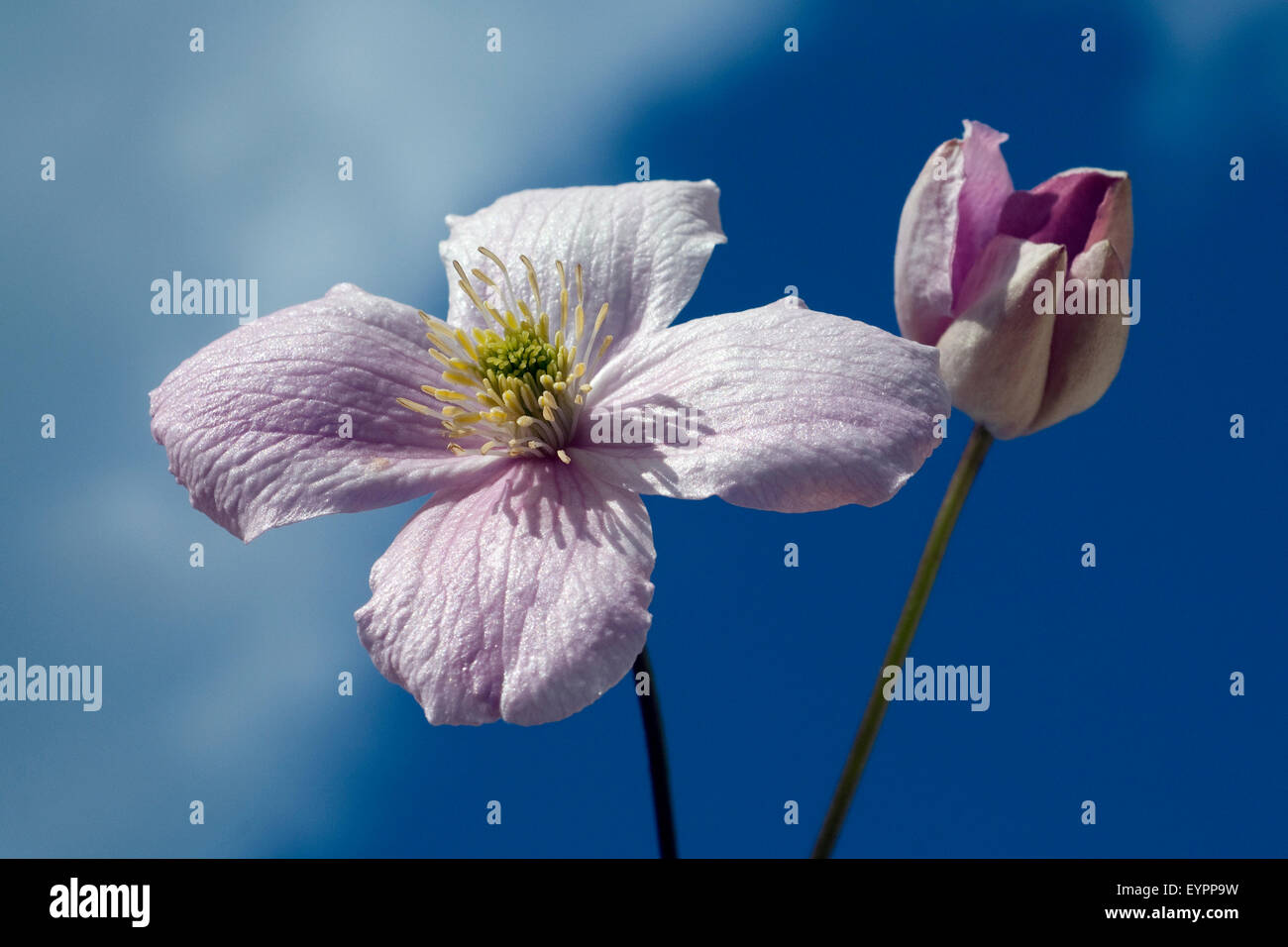 La clematide; montana, Foto Stock