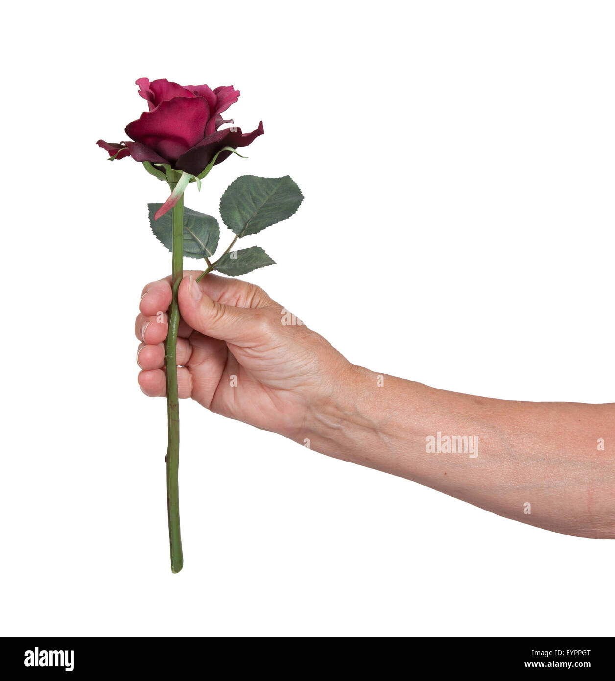 Vecchio canto dando una rosa, isolato su bianco Foto Stock
