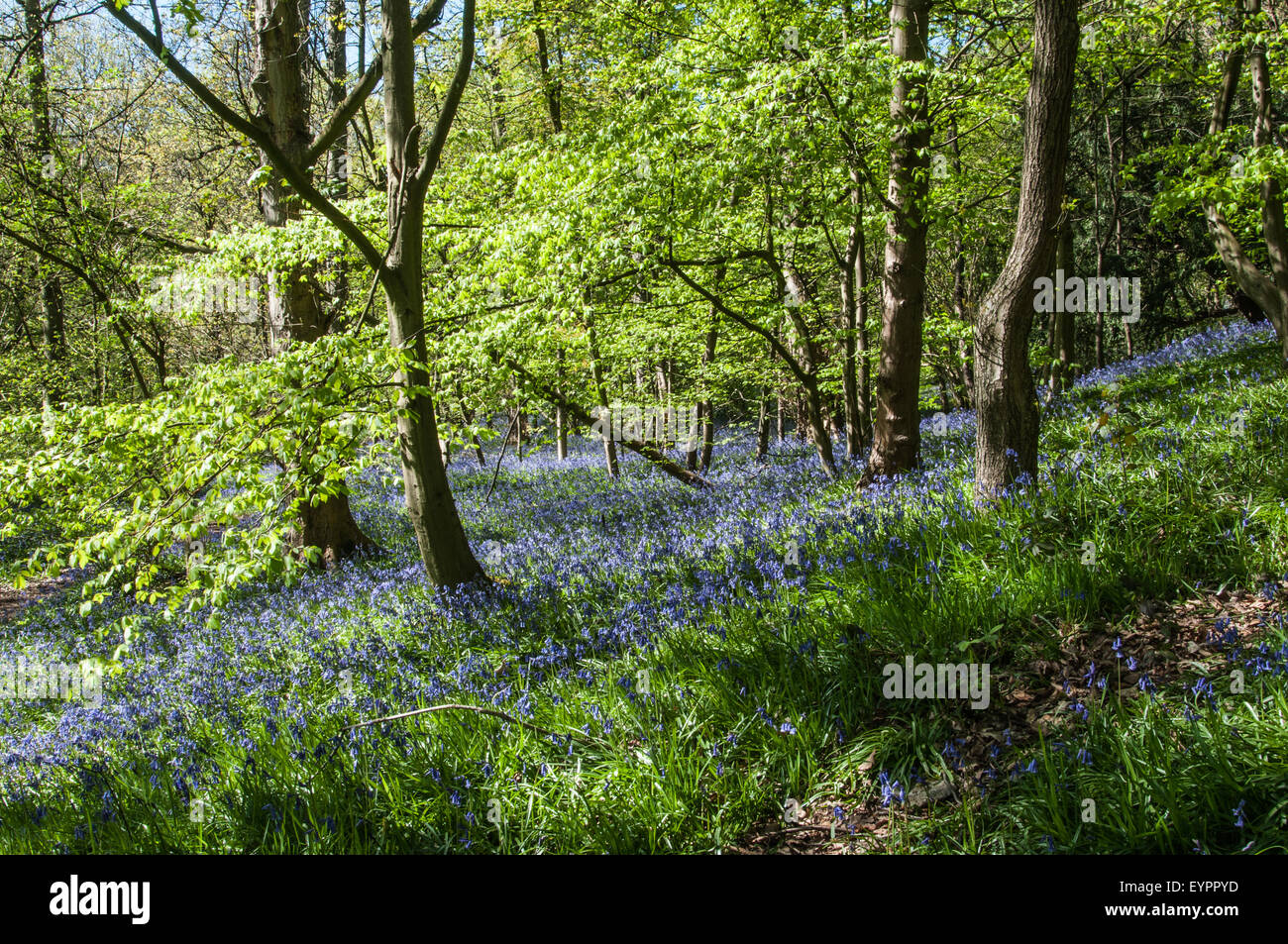 Il profondo colore dei fiori blu in legno terra Yorkshire e il profumo selvatico in aria per essere viva Ray Boswell Foto Stock