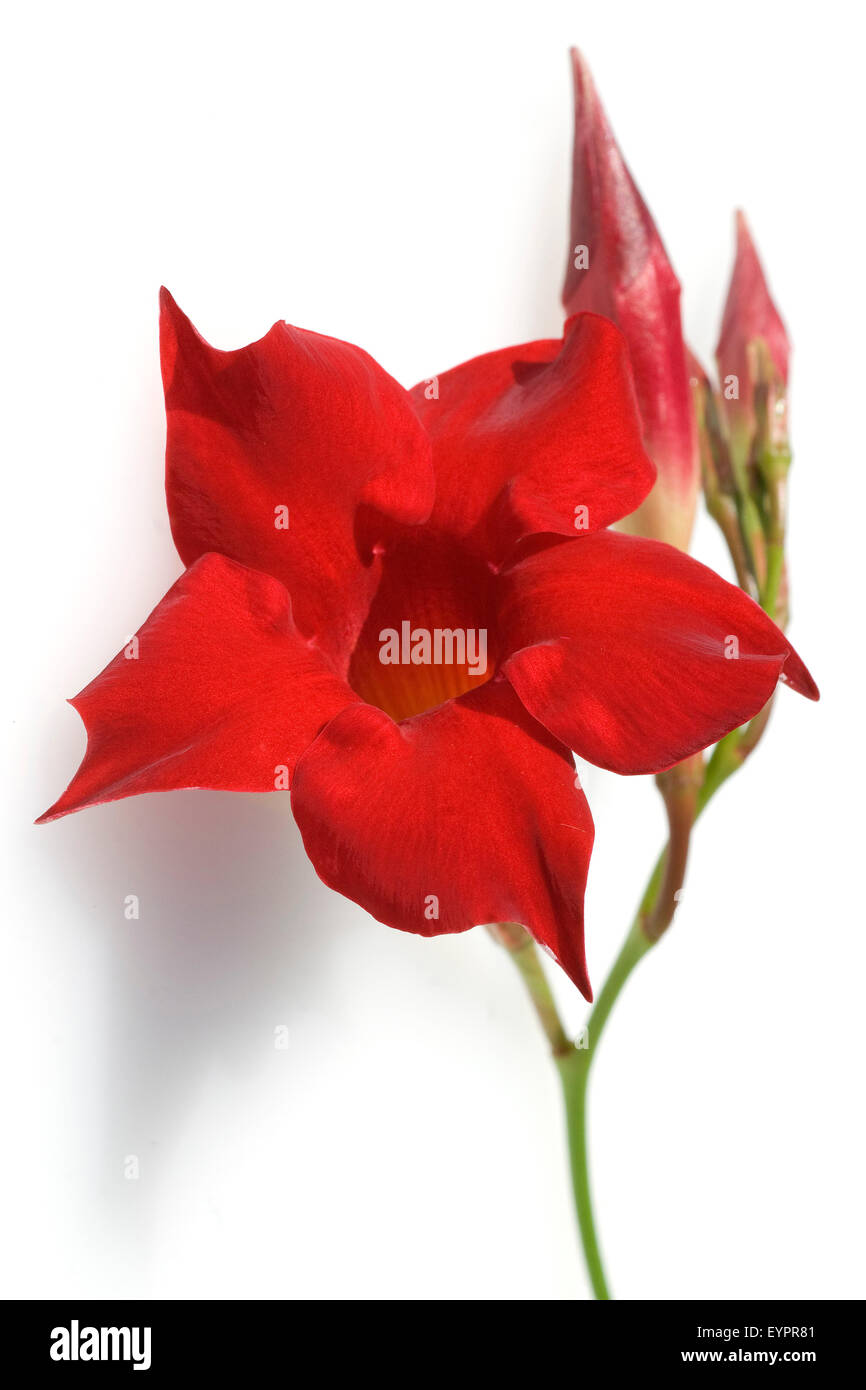 Dipladenia Sanderi; Sundaville rosso scuro, Foto Stock