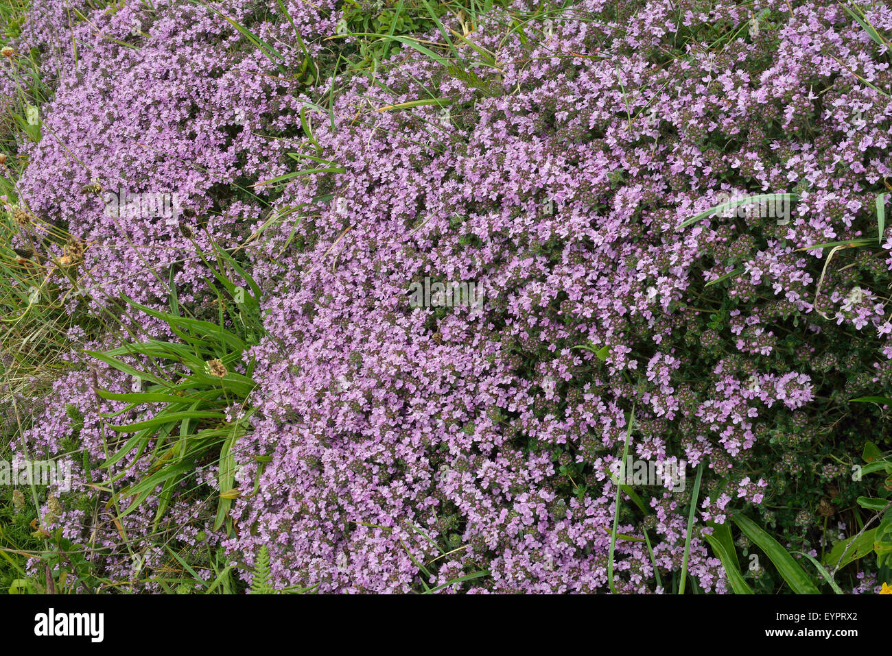 Il timo serpillo - Thymus polytrichus crescente sulla banca Foto Stock