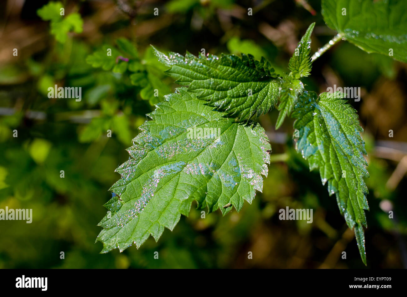Lumaca o slug slime trail su una foglia di ortica. Foto Stock
