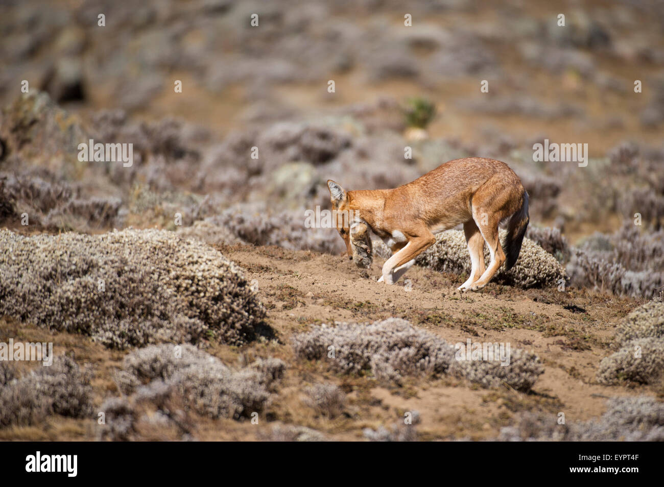 Etiope lupo (Canis simensis) di scavare un buco per seppellire un morto mole rat per consumo successivo, Bale Mountains National Park Foto Stock