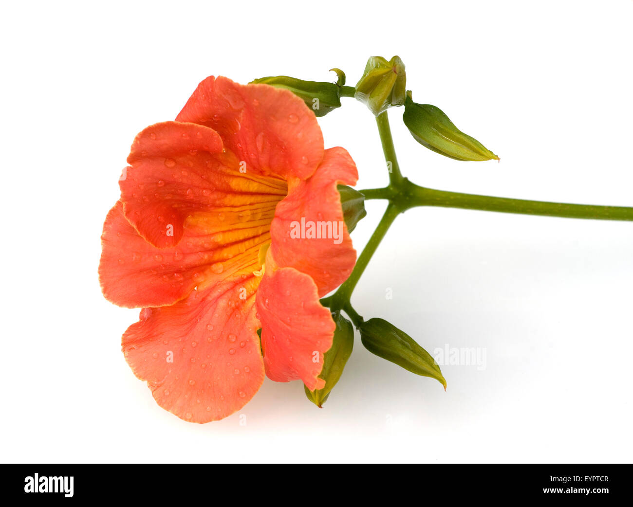 Trompetenwinde, Trompetenblume, Campsis radicans, Foto Stock