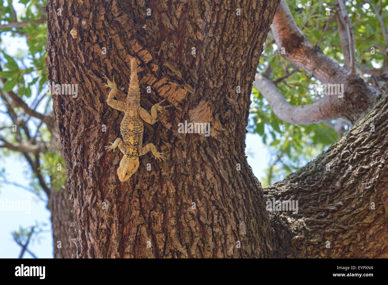 Lizard sulla struttura ad albero a freddo Foto Stock