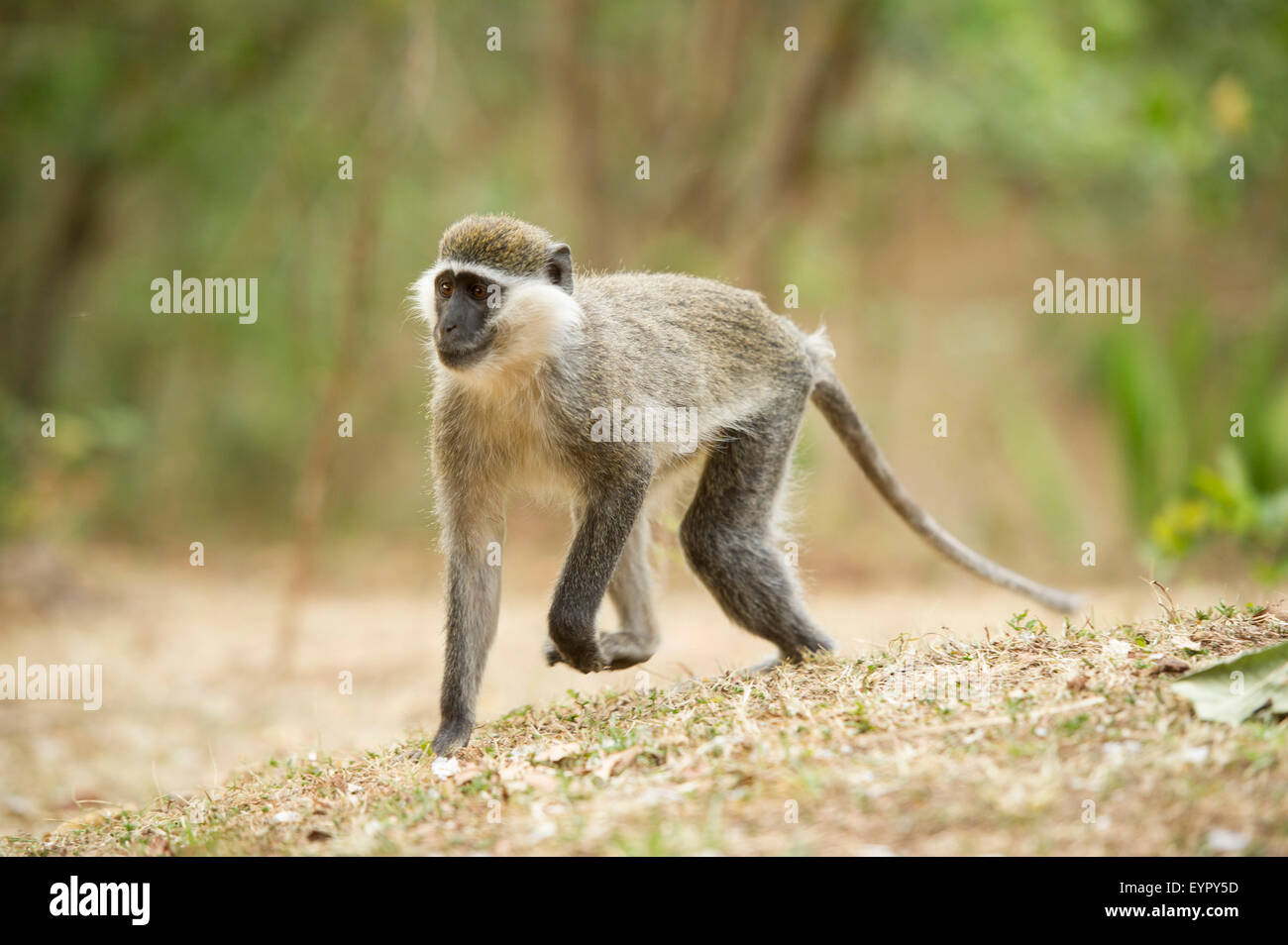 Grivet monkey, etiope forma di Vervet o green monkey (Cercopithecus aethiops), Etiopia Foto Stock