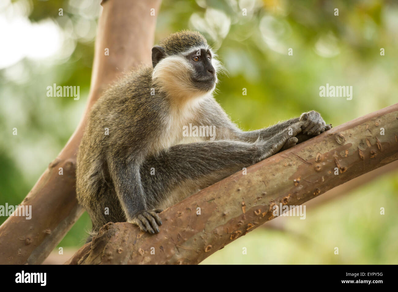 Grivet monkey, etiope forma di Vervet o green monkey (Cercopithecus aethiops), Etiopia Foto Stock