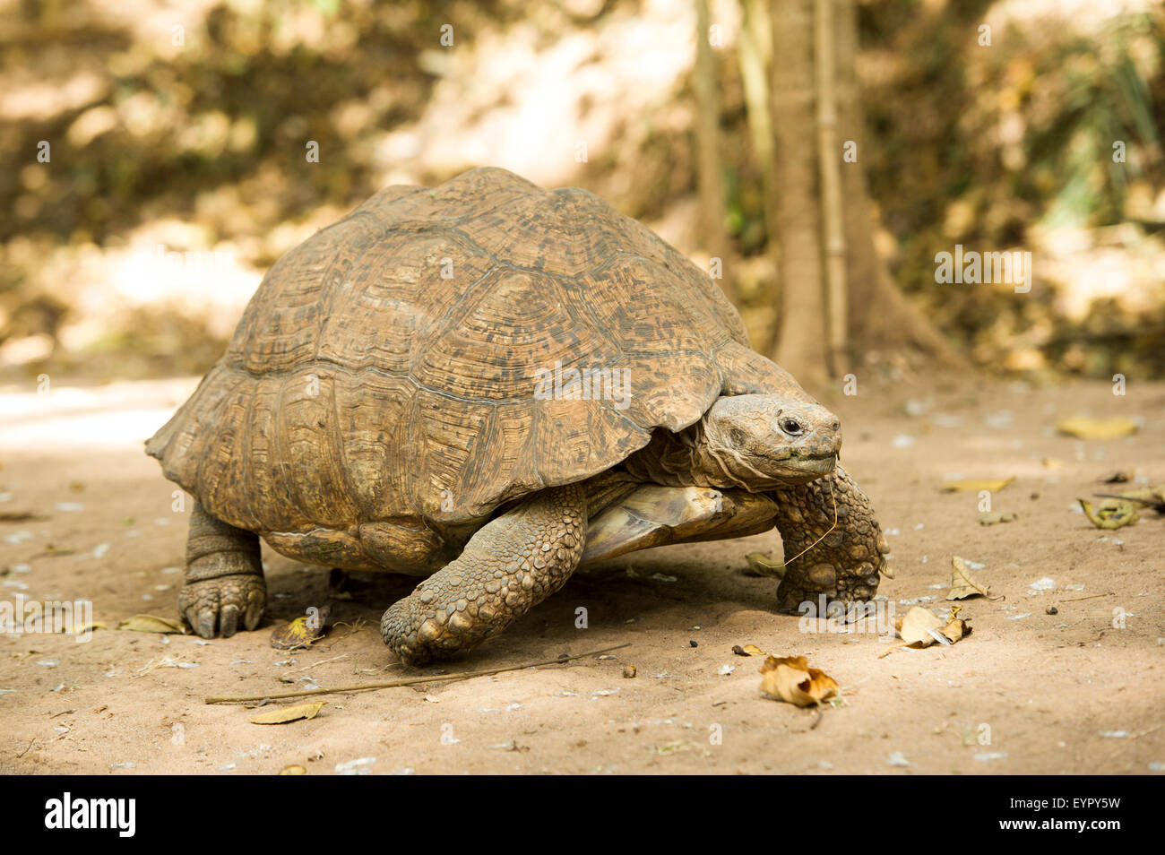 Leopard tartaruga (Stigmochelys pardalis), grande abissino di sub-specie, Etiopia Foto Stock