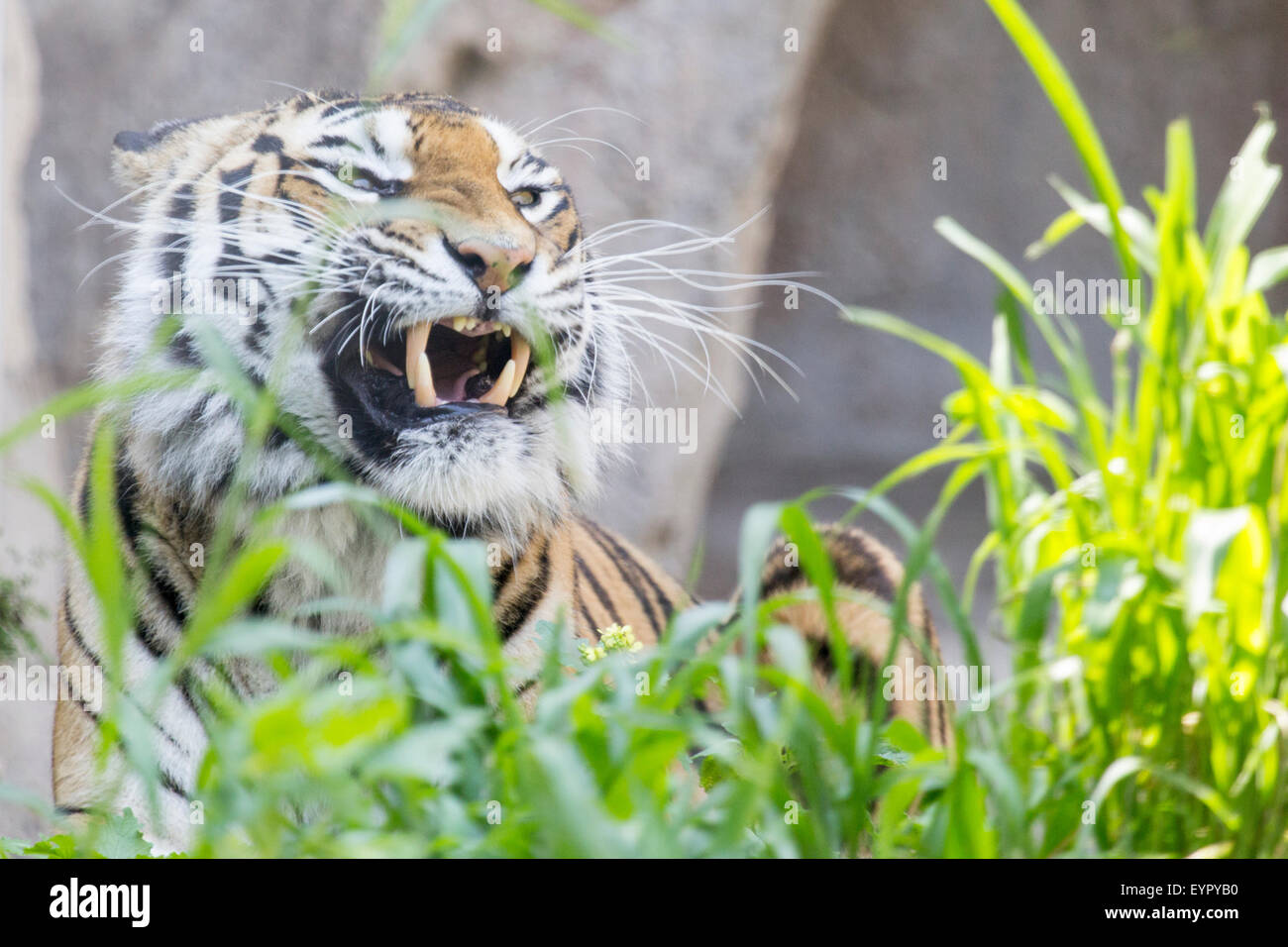 Una tigre, Panthera tigri, sta mostrando i denti con la bocca chiusa Foto Stock