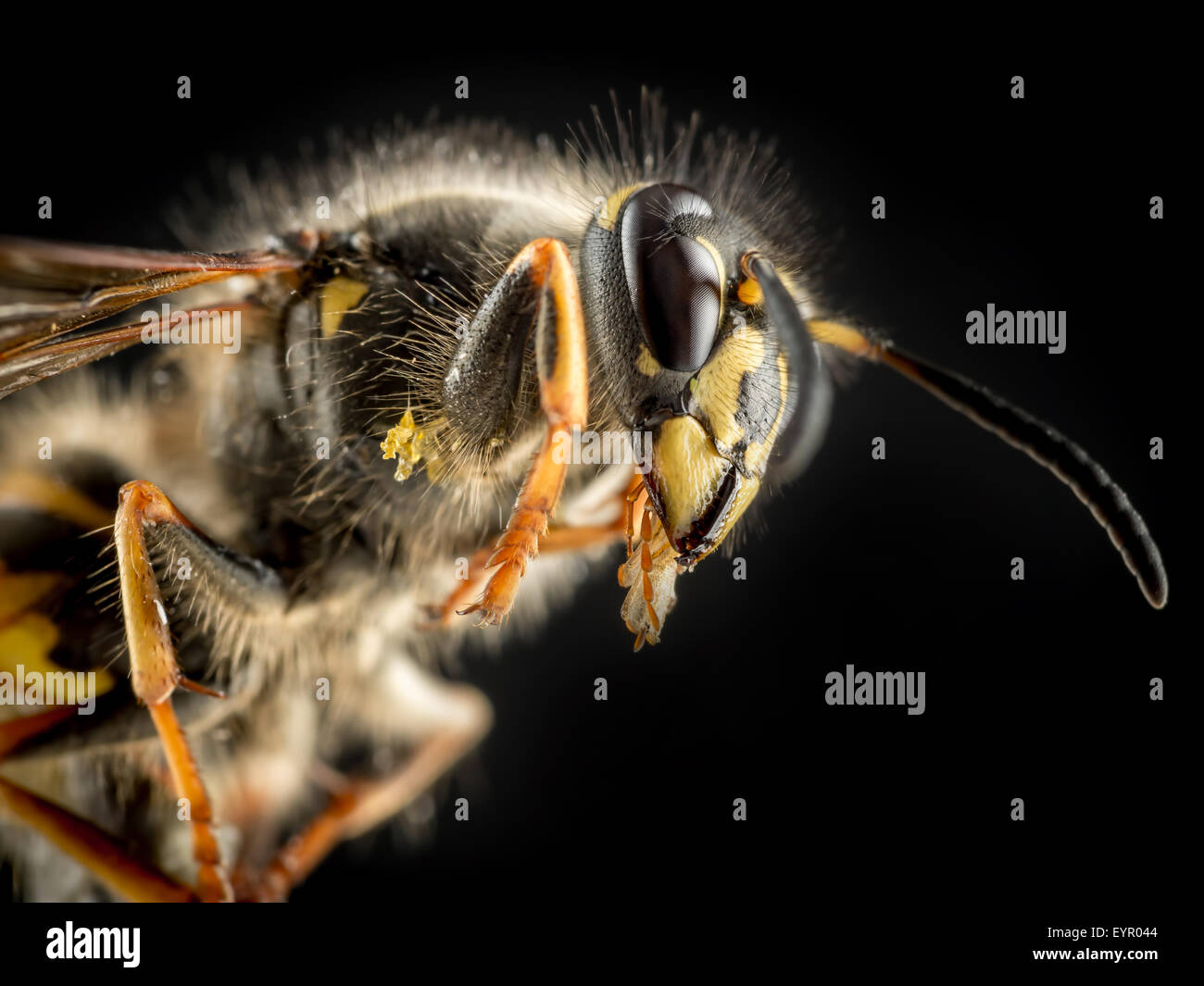 Macro shot di vespa su sfondo nero Foto Stock