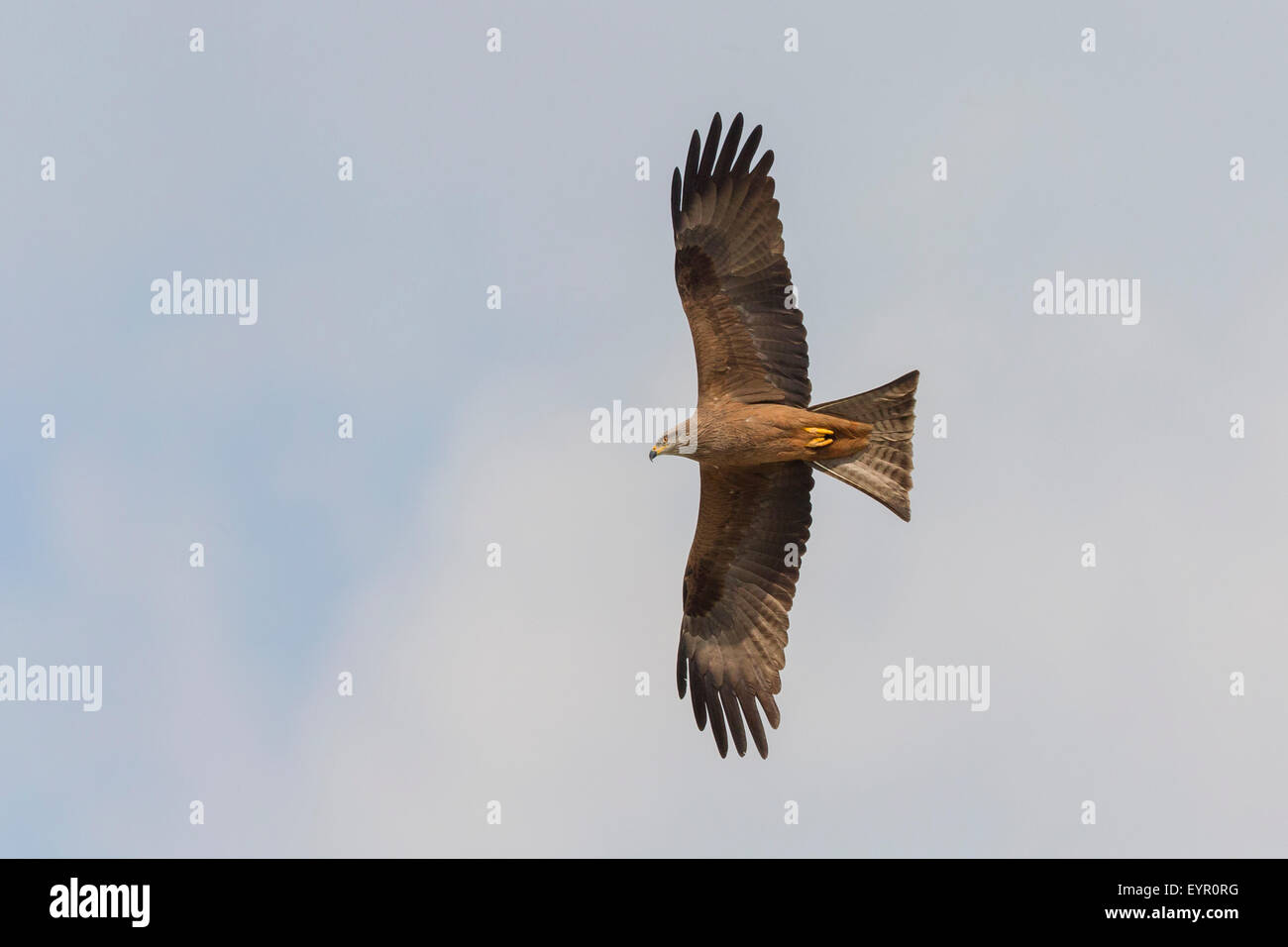 Nibbio, volo, Basilicata, Italia (Milvus migrans) Foto Stock