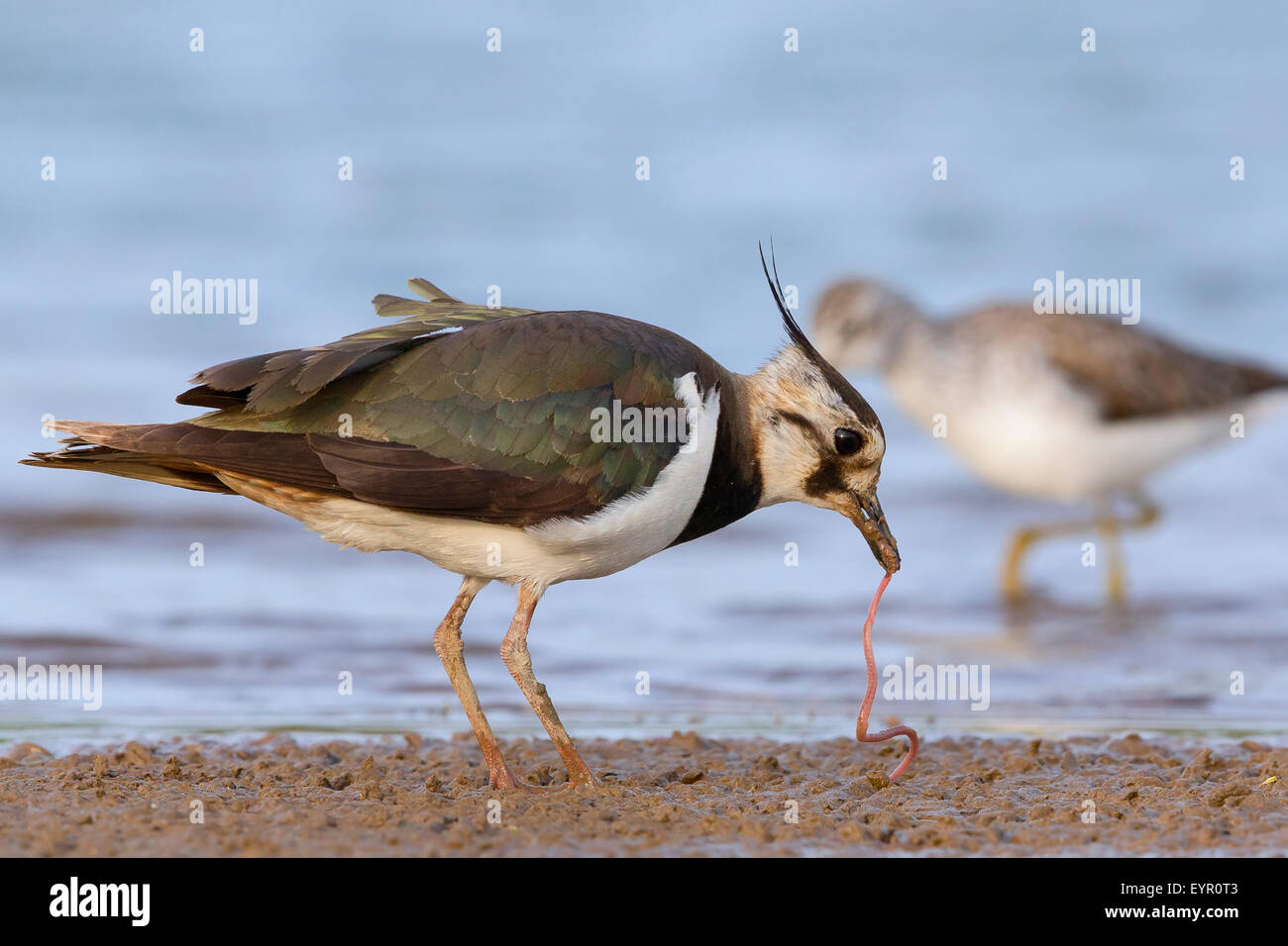 Pavoncella, alimentazione, Campania, Italia (Vanellus vanellus) Foto Stock