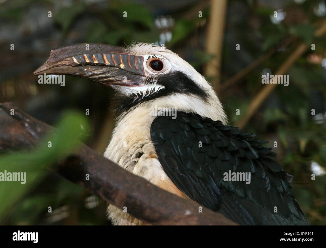 Maschio tarictic Visayan hornbill (dal caso Penelopides panini) nativo al filippino Isole Visayan Foto Stock