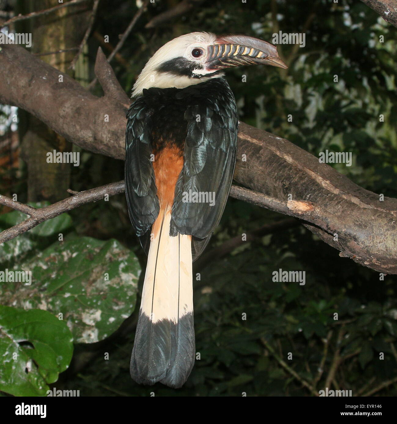 Maschio tarictic Visayan hornbill (dal caso Penelopides panini) nativo al filippino Isole Visayan Foto Stock