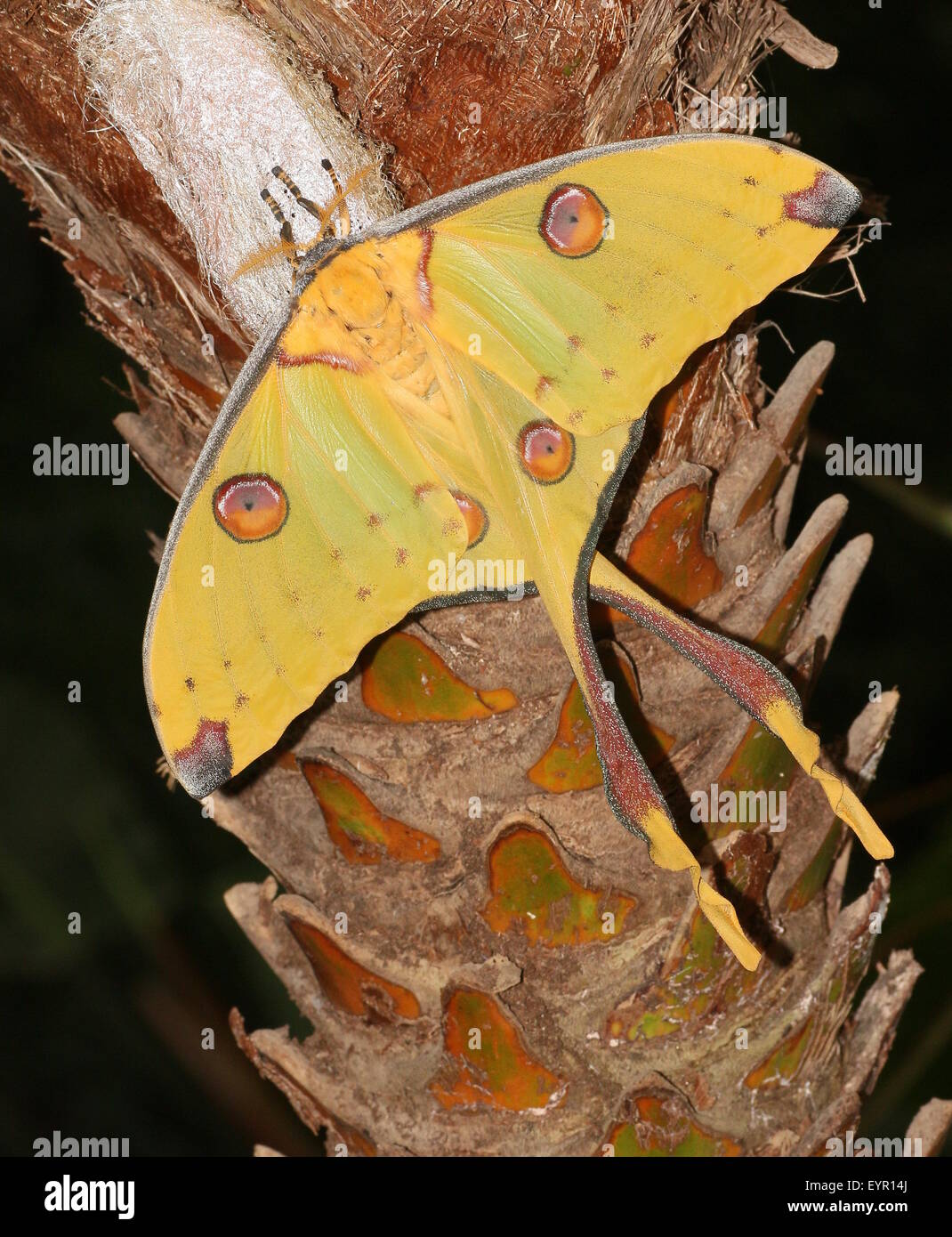 Primo piano di un malgascio Luna falena o falena Cometa (Argema mittrei) Foto Stock