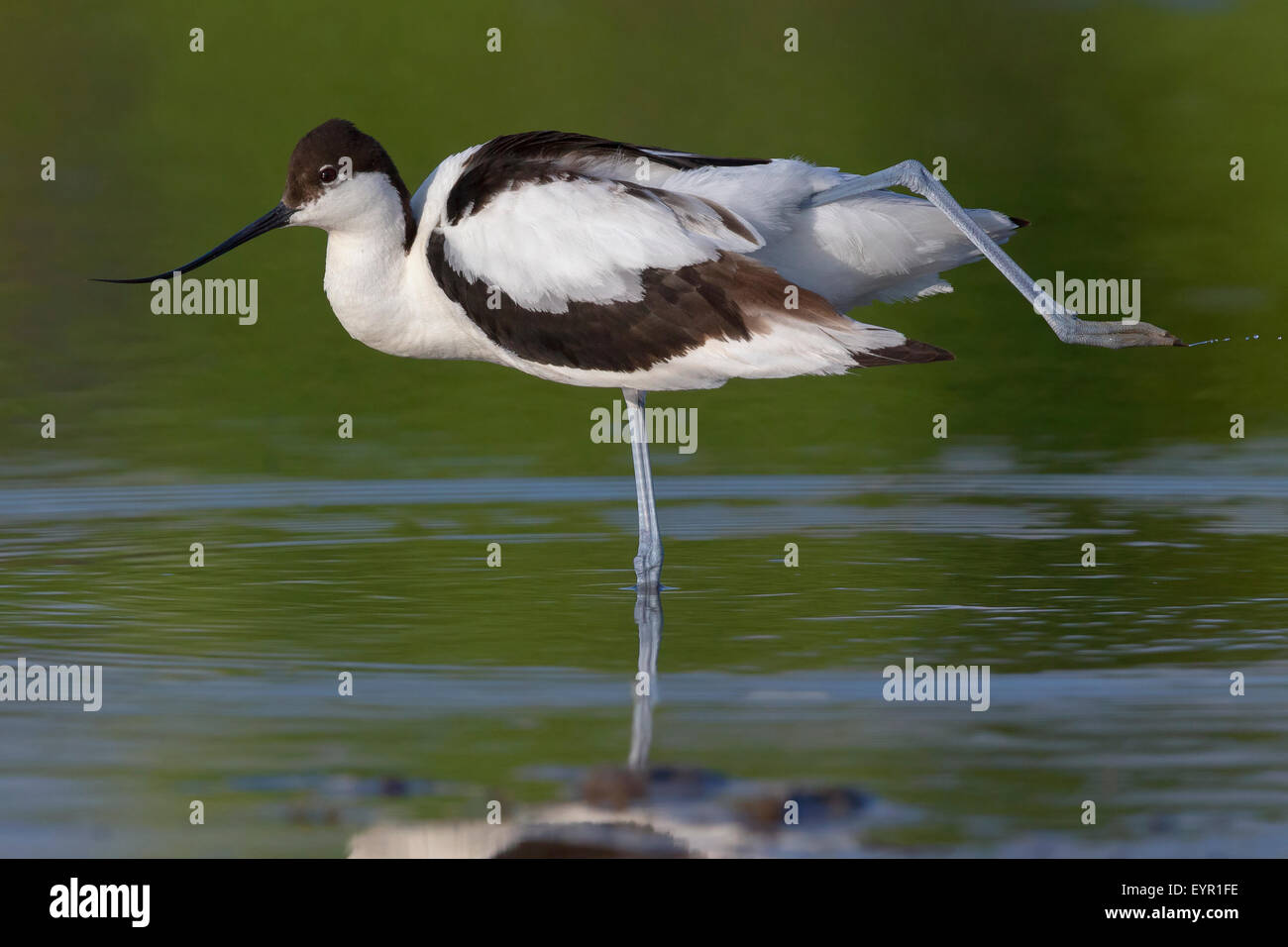 Pied Avocet, Adulti stretching, Campania, Italia (Recurvirostra avosetta) Foto Stock