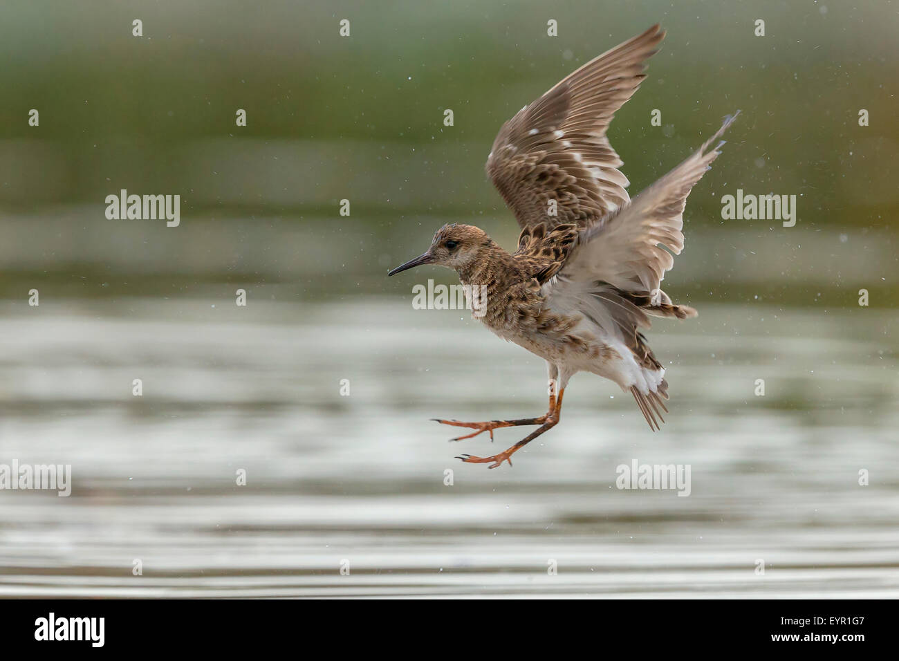 Ruff, femmina in volo, Campania, Italia Foto Stock