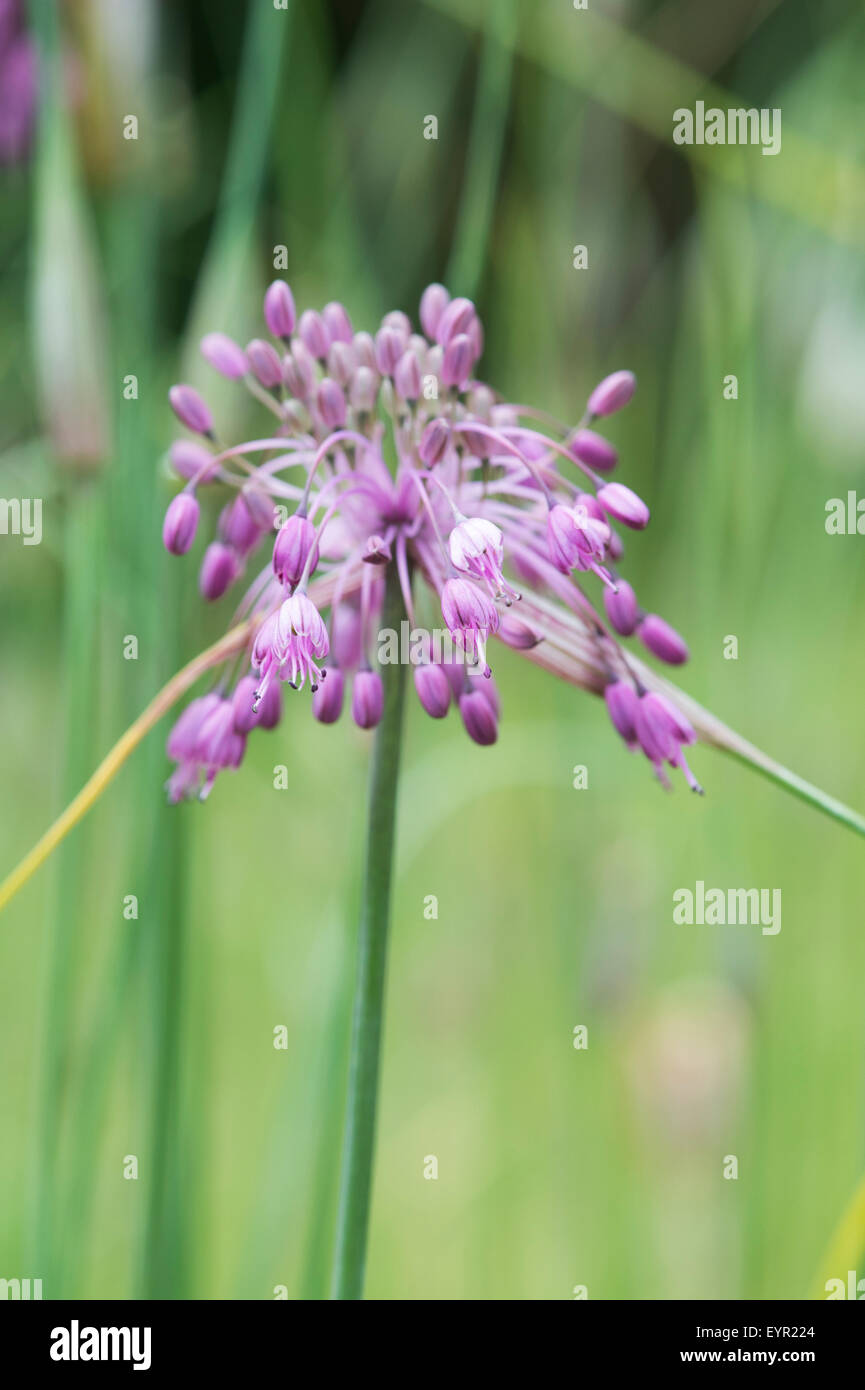 Allium carinatum subsp. pulchellum. Keeled fiore di aglio Foto Stock