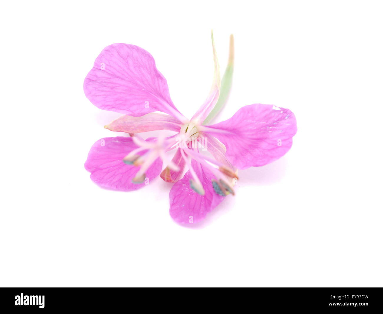 Willow-tè di fiori su sfondo bianco Foto Stock