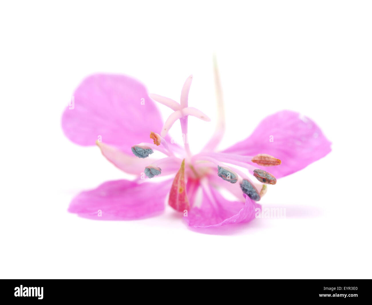 Willow-tè di fiori su sfondo bianco Foto Stock