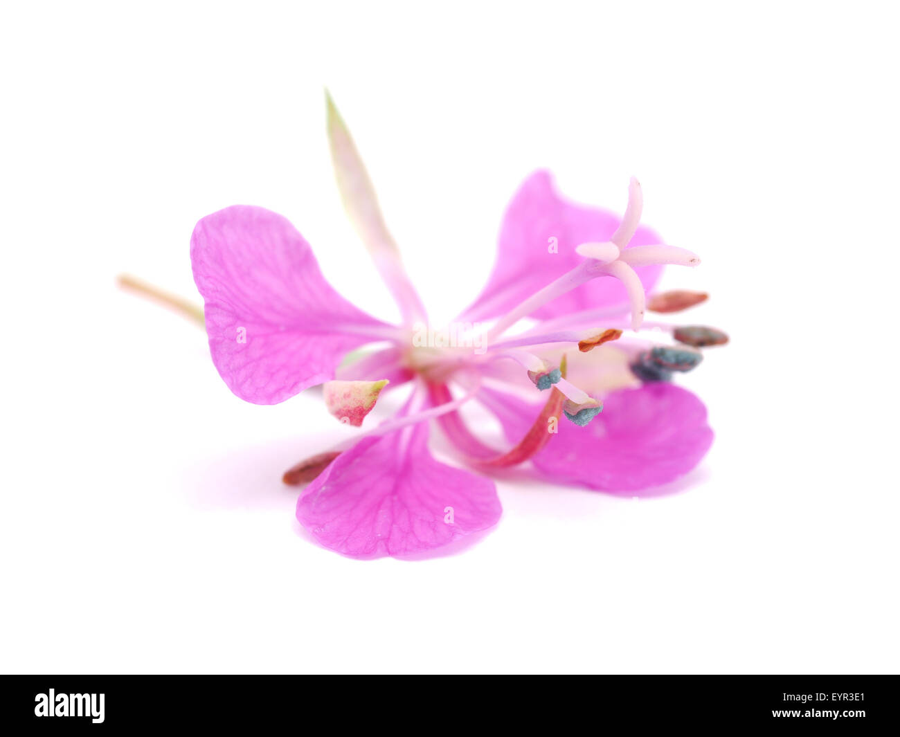 Willow-tè di fiori su sfondo bianco Foto Stock