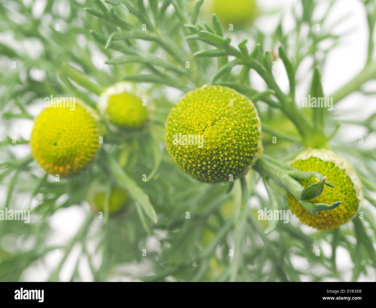 Erbe pineappleweed (Matricaria discoidea) su uno sfondo bianco Foto Stock