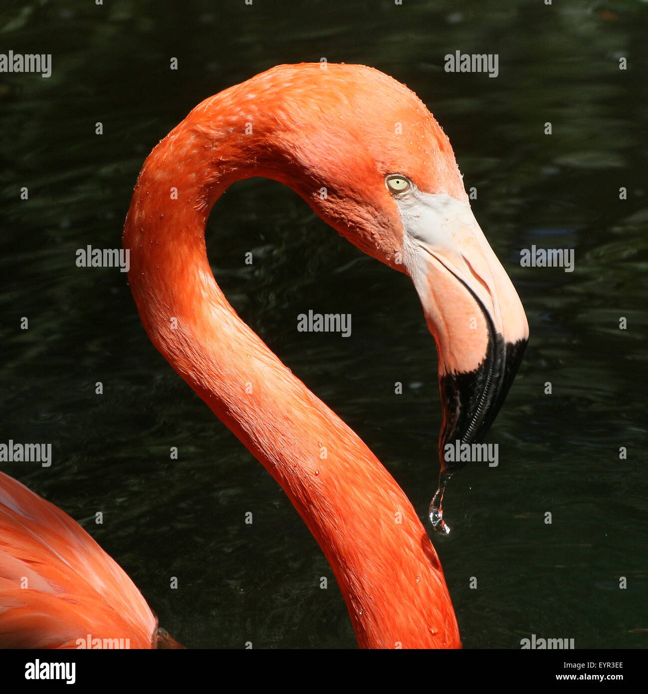 Americana o dei Caraibi flamingo ( Phoenicopterus ruber), primo piano della testa Foto Stock