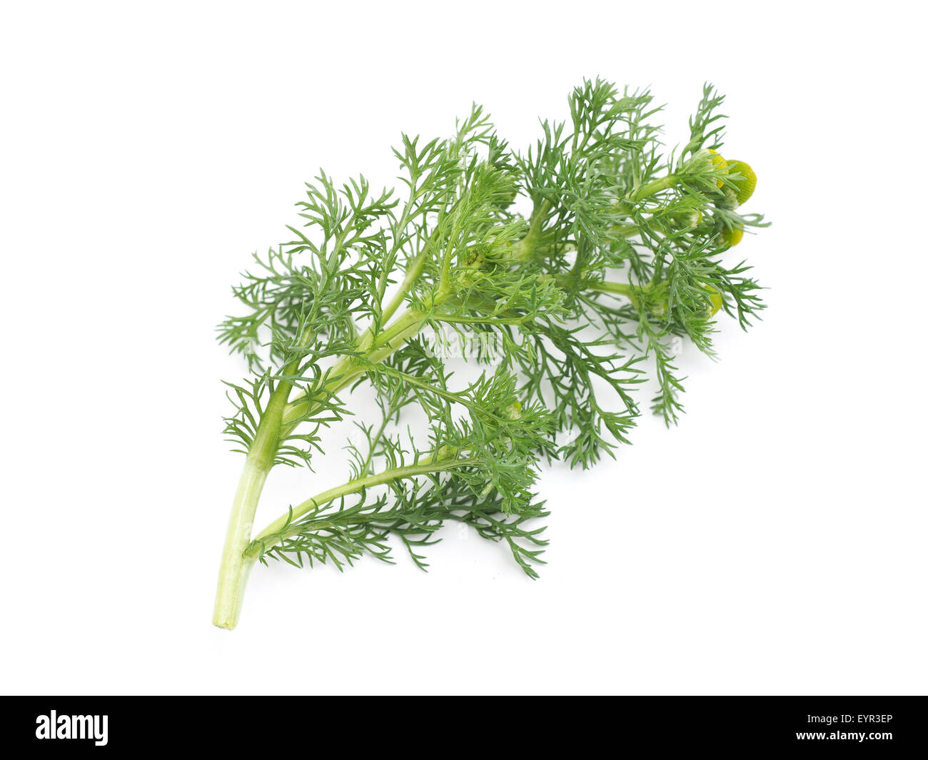 Erbe pineappleweed (Matricaria discoidea) su uno sfondo bianco Foto Stock