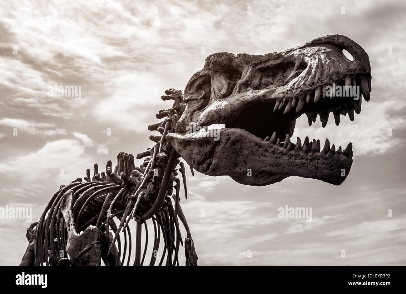 Tyrannosaurus rex skeleton Foto Stock