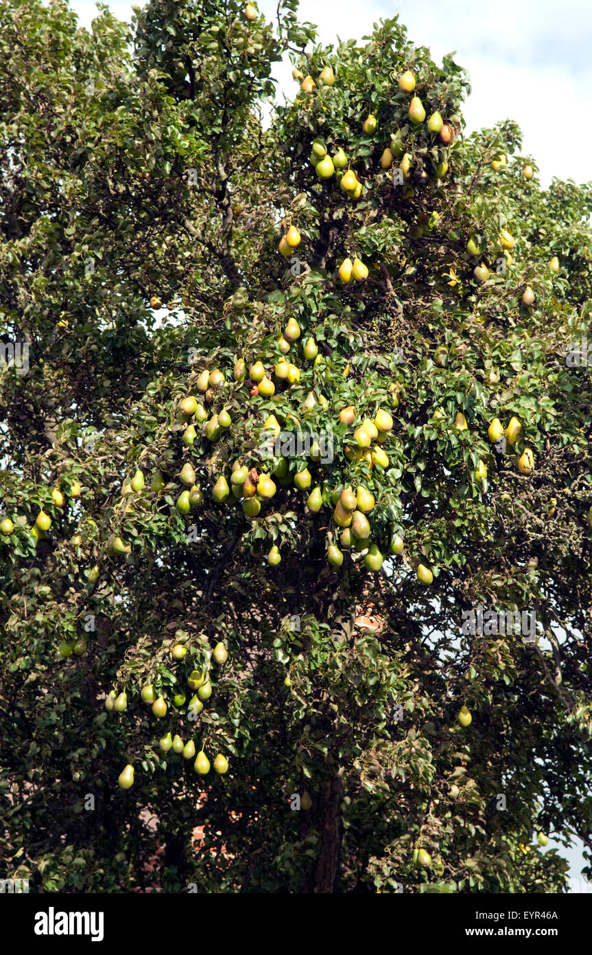 Birne, Pyrus communis, Foto Stock