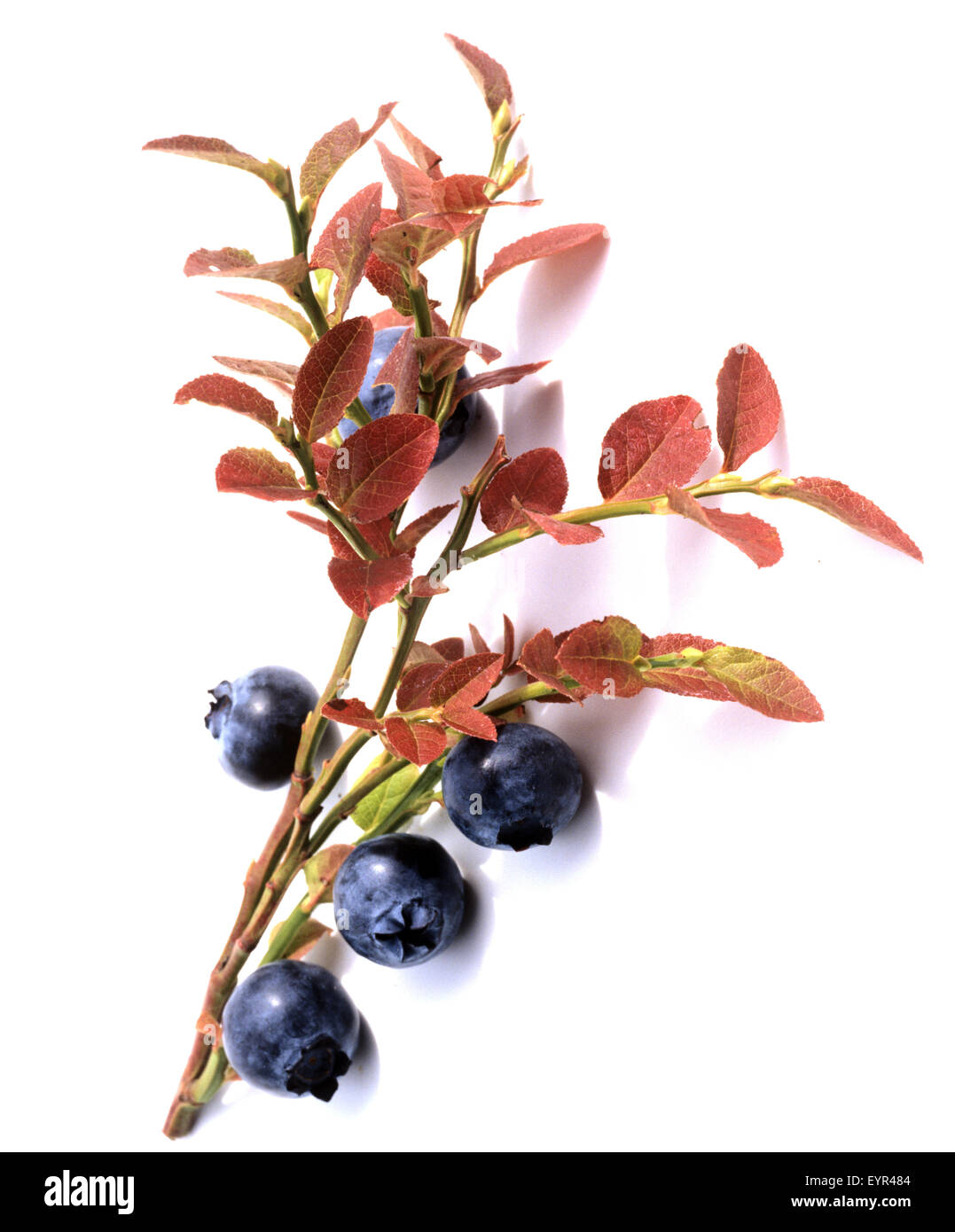Heidelbeeren, Heidelbeere, blaue Beeren, Blaubeeren, Heilpflanzen, Fruechte, Obst, Foto Stock