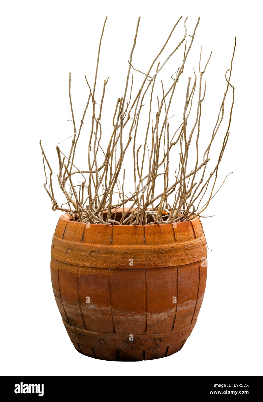 Houseplant morto isolato su sfondo bianco e il tracciato di ritaglio Foto Stock
