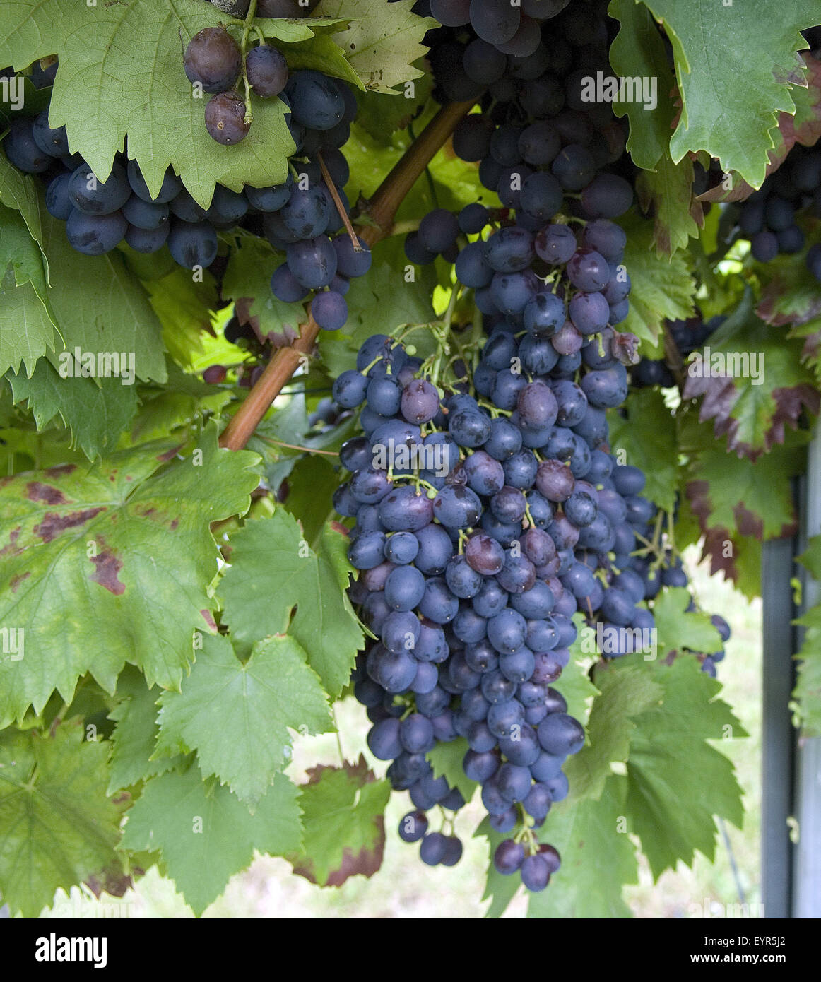 Marro Seedles; Rote Weintrauben, Wein, Weinpflanzen, Reben, Fruechte, Beeren, Obst, Foto Stock