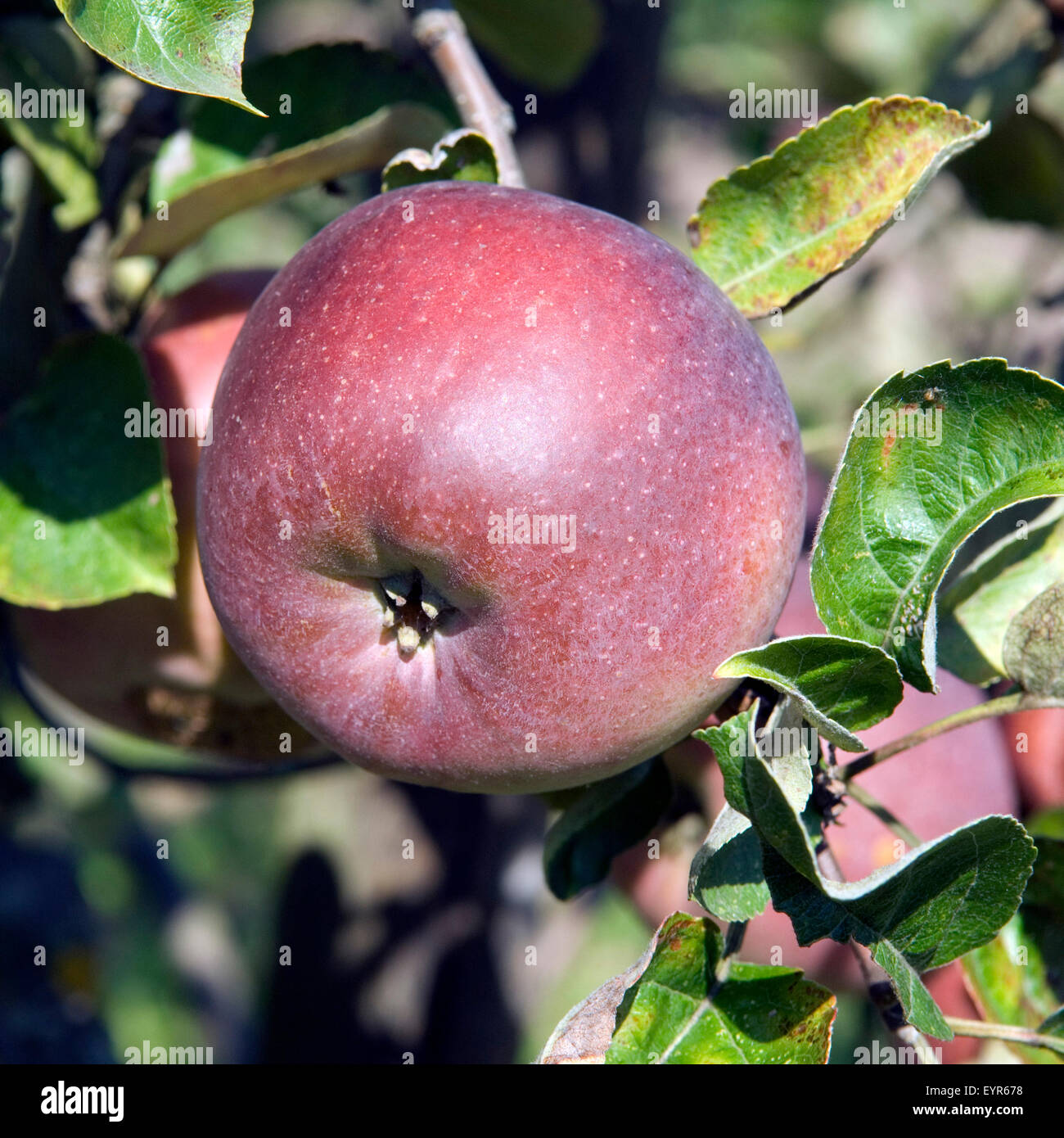 Schwarzer Mahrapfel; Apfel; Malus domestica, Apfelsorte, Apfel, Kernobst, Obst, Foto Stock