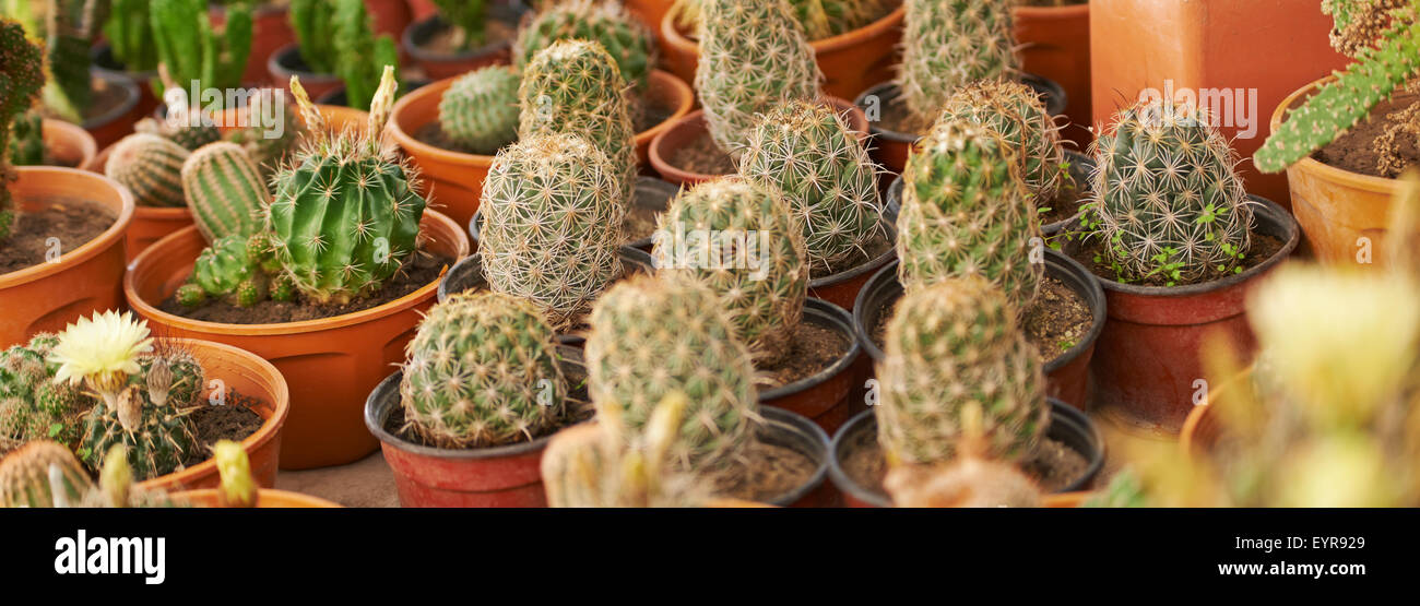 Panorama di molti cactus in un negozio di vivaio Foto Stock Panorama di molti cactus in un negozio di vivaio Foto Stock
